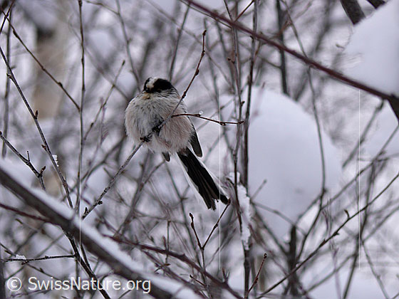 Foto: Schwanzmeise (Aegithalos caudatus)
Lat.: Aegithalos caudatus
Ordnung: Passeriformes (Sperlingsvögel)
Unterordnung: Passeri (Singvögel)
Familie: Aegithalidae (Schwanzmeisen)
Gattung: Aegithalos