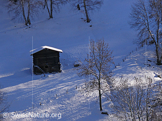 Foto: Winterbild Stall bei Hockmatta umgeben von Birken.