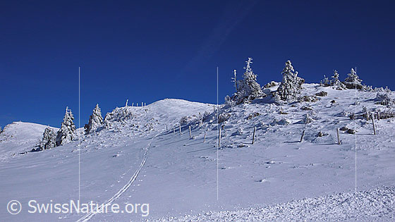 Foto: Verschneiter Grat mit Skispur am Chasseral. Der Schnee ist an Tannen und Zaunpfählen festgefroren.