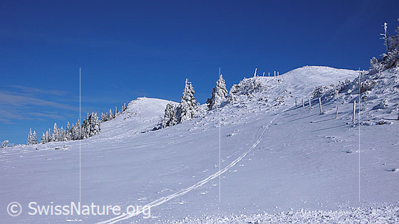 Foto: Verschneiter Grat mit Skispur am Chasseral. Der Schnee ist an Tannen und Zaunpfählen festgefroren.