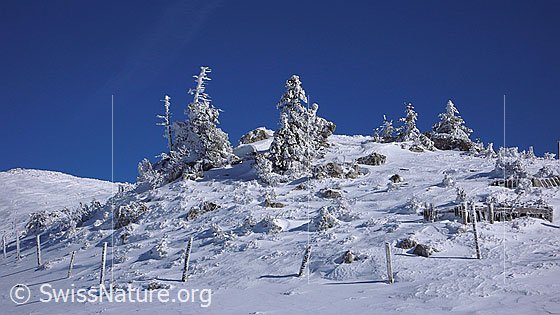 Foto: Sonnige Winterlandschaft mit gefrorenem Schnee an Tannen und Zaunpfählen.
