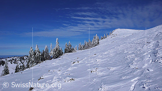 Foto: Winterlandschaft des Chasseral mit verschneiten Tannen und vom Wind geformter Schneeoberfläche. Schleierwolken haben am blauen Himmel ein interessantes Muster hinterlassen.