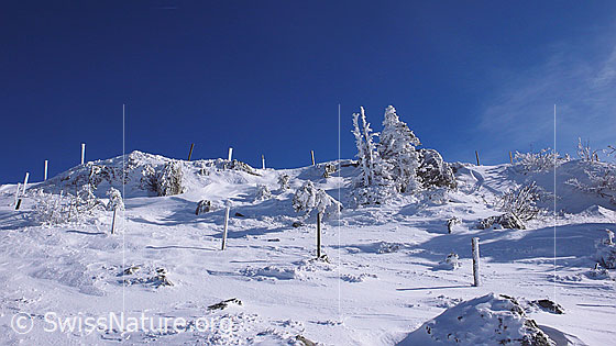 Foto: Sonnige, frisch verschneite Winterlandschaft mit gefrorenem Schnee an Zaunpfählen und Sträuchern.