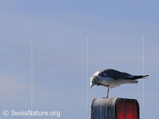 Foto: Silbermöwe, welche sich am Auge kratzt
Lat.: Larus argentatus
Familie: Wasservögel