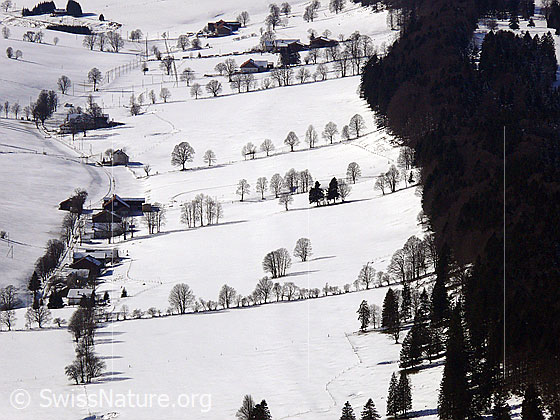 Foto: Baumreihen in Winterlandschaft. Die Bäume bilden schmale Hecken und heben sich im Schnee als Silhoutte ab. Dazwischen sind Einfamilienhäuser und Bauernhöfe zu sehen. Tannenwald säumt die offene Landschaft.