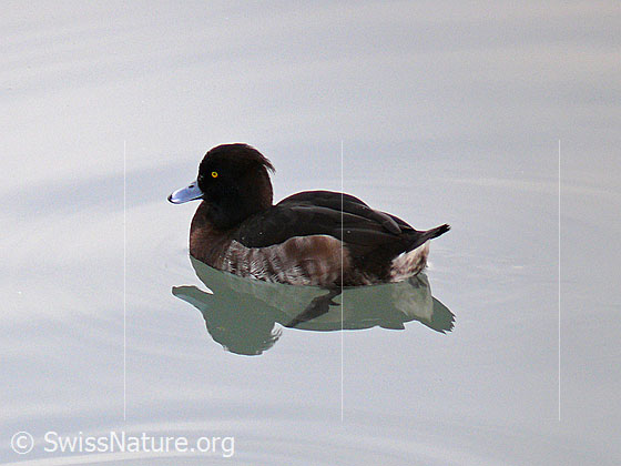 Foto: Reiherente (Aythya fuligula).
Lat.: Aythya fuligula
Ordnung: Anseriformes (Gänsevögel)
Familie: Anatidae (Entenvögel)
Unterfamilie: Anatinae
Gattung: Aythya