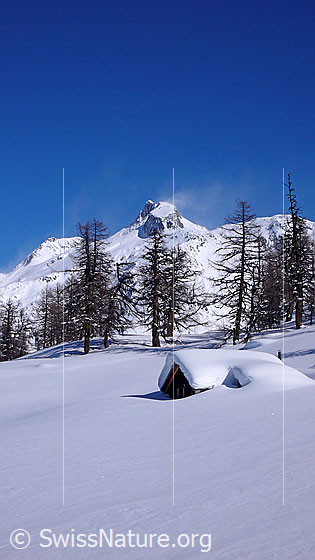 Foto: Unberührte Schneefläche und eingeschneite Alphütte am Waldrand eines lichten Lärchenwaldes. Über den Bergen sind Schneefahnen erkennbar.