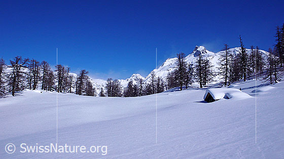 Foto: Unberührte Schneefläche und eingeschneite Alphütte am Waldrand eines lichten Lärchenwaldes. Über den Bergen sind Schneefahnen erkennbar.
