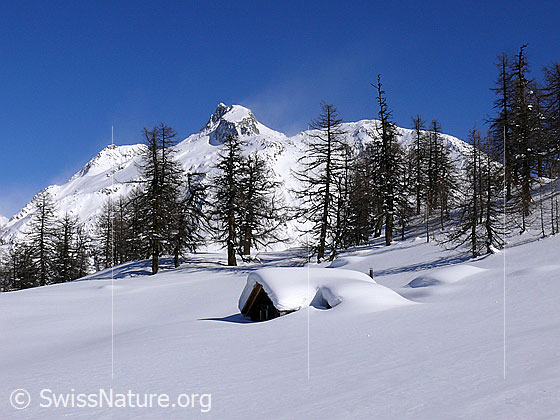 Foto: Berglandschaft im Winter mit tief eingeschneiter Alphütte, lichtem Lärchenwald und makrantem Berg im Hintergrund. Die Schneefläche um die Hütte ist unberührt.