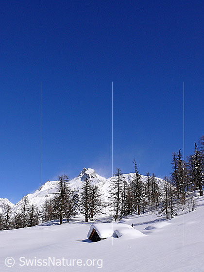 Foto: Eingeschneite Hütte am Waldrand eines lichten Lärchenwaldes. Die Alphütte ist von unberührtem Schnee umgeben. Über den Bergen sind Schneefahnen erkennbar.