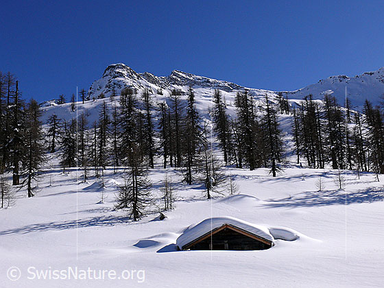 Foto: Unberührte Winterlandschaft mit Hütte in lichtem Wald und einem Berg (Stockhorn) im Hintergrund.