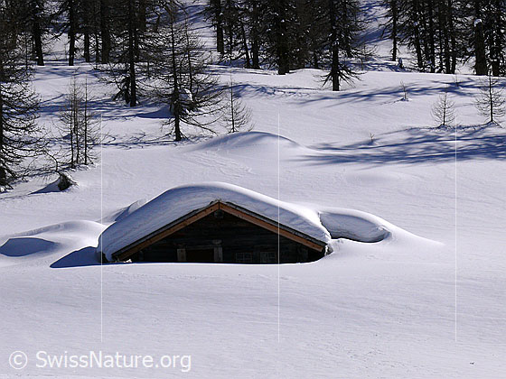 Foto: Beinahe eingeschneite Alphütte in unberührter Winterlandschaft mit lichtem Lärchenwald.