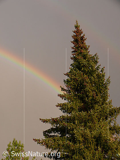 Foto: Tanne und deutlicher Regenbogen.