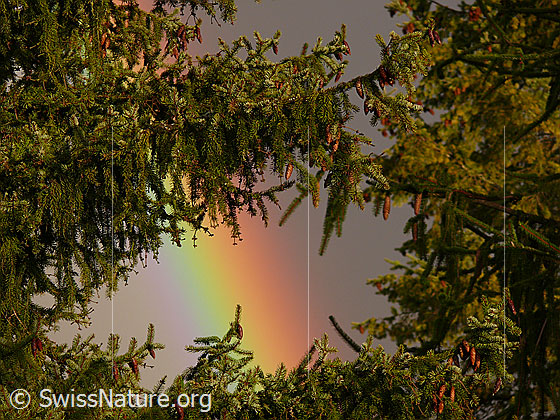 Foto: Zwischen Tannenästen sind starke Spektralfarben eines Regenbogens sichtbar.