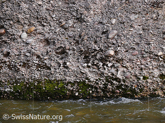 Foto: Nagelfluh am Ufer der Emme.