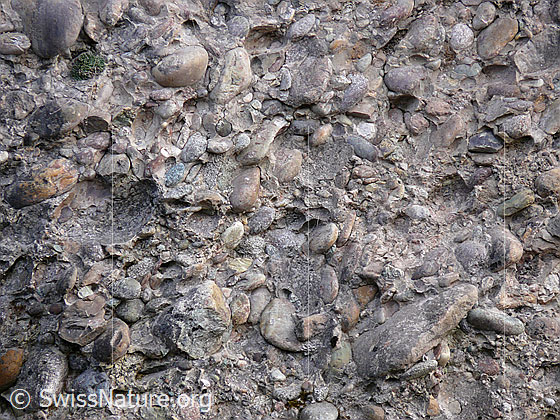 Foto: Ausschnitt aus einer Felswand aus Nagelfluh.