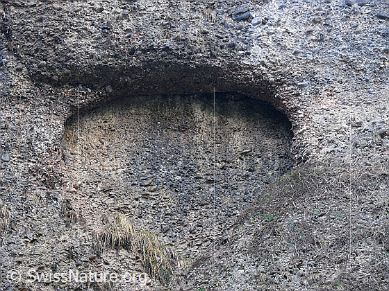 Foto: Herz in Nagelfluh.