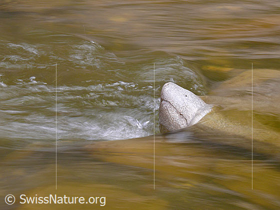 Foto: Ein vom Wasser geschliffener Stein ragt aus der Emme. Dahinter bildet sich ein kleiner Wasserwirbel. Der Stein sieht einem Walfischkopf ähnlich.