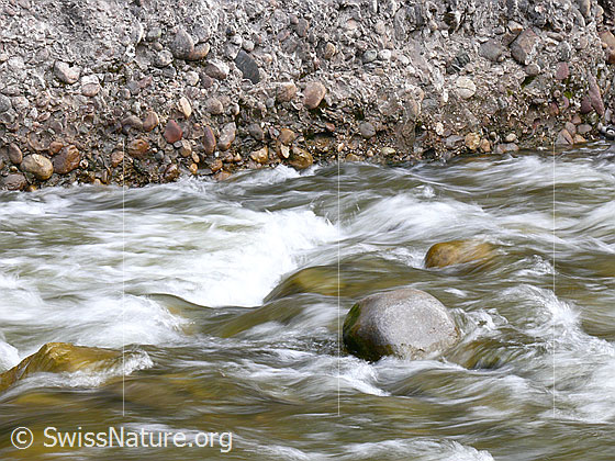 Foto: Steine im Flussbett der Emme bilden kleine Schwellen und lassen Wellen und Wasserstrudel entstehen. Nagelfluh säumt das Ufer.