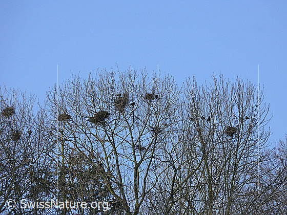 Foto: Krähenkolonie. Die Nester der Krähen sind in den Baumkronen gut erkennbar.