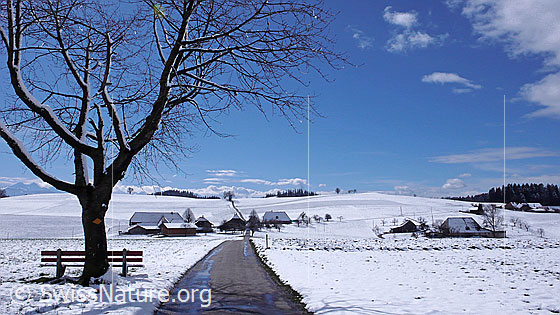Foto: Winterlandschaft mit Baum und Ruhebank. Eine Fahrstrasse führt an einem Weiler mit Bauernhöfen und Obstbäumen vorbei auf eine Anhöhe. Die Felder sind schneebedeckt.