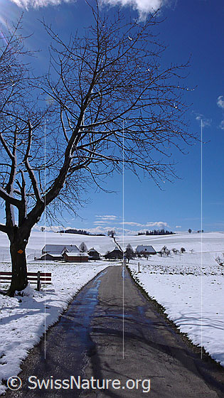 Foto: Eine Fahrstrasse führt an einem Baum mit Bank und einem Weiler mit Bauernhöfen und Obstbäumen vorbei auf eine Anhöhe. Die Felder sind schneebedeckt.
