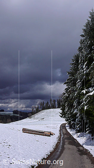 Foto: Stasse und Baumstämme am Waldrand und schneebedeckte Hügellandschaft. Am Himmel herrscht eine dramatische Wolkenstimmung.