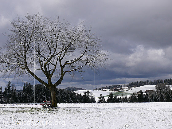 Foto: Baum und Ruhebank in Emmentaler Winterlandschaft mit schneebedeckten Feldern, Wald und einem Weiler mit Bauernhöfen im Hintergrund. Am Himmel herrscht eine dramatische Wolkenstimmung.