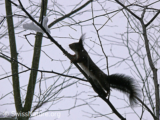 Foto: Eichhörnchen (Sciurus vulgaris) klettert dünnen Zweig empor.
Lat.: Sciurus vulgaris
Familie: Sciuridae (Hörnchen)