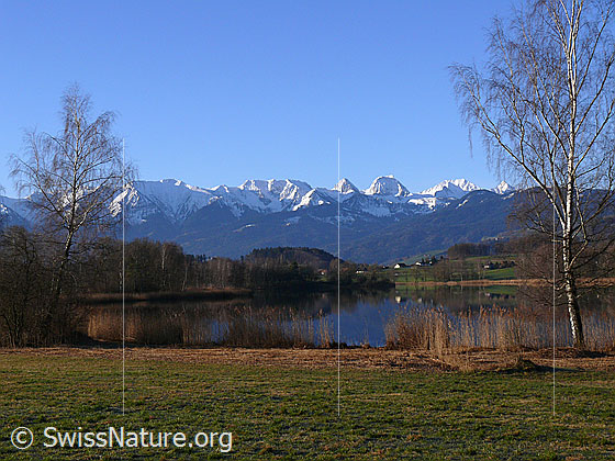 Foto: Spiegelung im Gerzensee und im Hintergrund das Gantrischgebiet mit den verschneiten Gipfeln Chrummfadenflue, Nünenenflue, Gantrisch, Bürglen und Ochsen. Der See ist mit Bäumen und einem Schilfgürtel umgeben. Am Ufer im Vordergrund stehen Birken.
