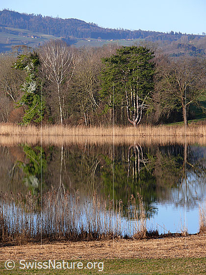 Foto: Gerzensee mit Spiegelung der Bäume und des Schilfgürtels am Ufer im ruhigen Gewässer.
