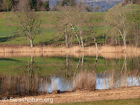 Foto: Spiegelung im Gerzensee. Der Schilfgürtel und die Bäume am Ufer spiegeln sich im See.