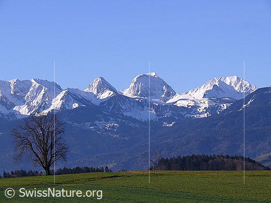 Foto: Chrummfadenfluh, Nünenenfluh, Gantrisch und Bürglen mit verschneiten Gipfeln. Davor die Waldgebiete am Gurnigel, ein stattlicher Baum und Grasflächen in zartem Grün.
