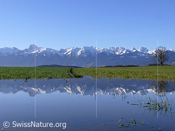 Foto: Spiegelung einer Bergkette in stillem Gewässer. Zu sehen sind die verschneiten Berge Stockhorn, Hohmad, Chrummfadenfluh, Nünenenfluh und Gantrisch. Davor saftig grünes  Wiesland mit Baum.