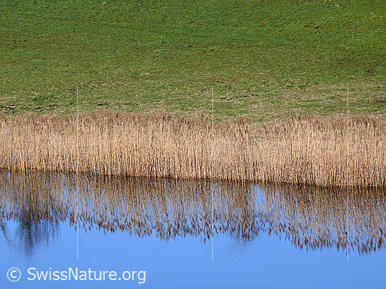 Foto: Dittligsee mit Spiegelung des Schilfgürtels im Wasser. Dahinter eine Grasfläche.