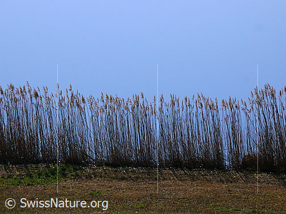 Foto: Wasserfläche und Schilf am Ufer des Dittligsee.