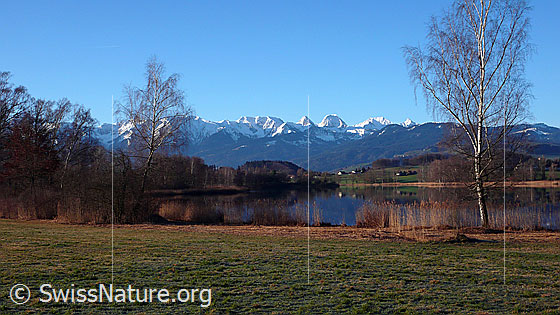 Foto: Gerzensee mit Spiegelung und Gantrischkette mit den verschneiten Gipfeln Chrummfadenflue, Nünenenflue, Gantrisch, Bürglen und Ochsen. Der See ist mit Bäumen und Schilf umgeben. Am Ufer im Vordergrund stehen Birken.