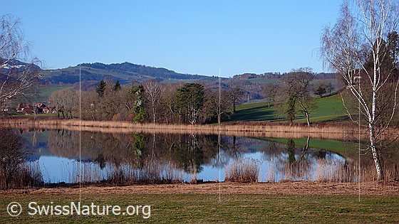Foto: Spiegelung der idyllischen Seelandschaft am Gerzensee. Das Ufer ist von einem Schilfgürtel und Bäumen umgeben.