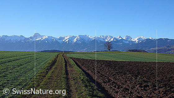 Foto: Stockhornkette und Kulturland im Aaretal. Ein Feldweg führt an firsch bestelltem Acker, Grasflächen in zartem Grün und einem Einzelbaum vorüber. Die Berggipfel (Stockhorn, Hohmad, Chrummfadenflue, Nünenenflue, Gantrisch, Bürglen) sind schneebedeckt.