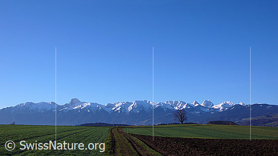 Foto: Gantrischkette und Kulturland im Aaretal. Ein Feldweg führt an frisch bestelltem Acker, Grasflächen in zartem Grün und einem Einzelbaum vorüber. Die Berggipfel (Stockhorn, Hohmad, Chrummfadenflue, Nünenenflue, Gantrisch, Bürglen) sind verschneit.