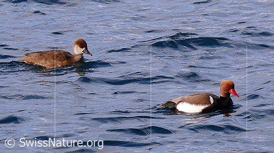 Foto: Schwimmende Kolbenenten (Netta rufina). Paar.
Lat.: Netta rufina
Ordnung: Anseriformes (Gänsevögel)
Familie: Anatidae (Entenvögel)
Unterfamilie: Anatinae
Gattung: Netta