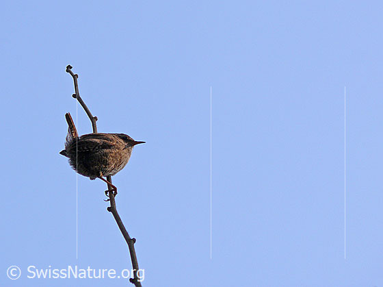 Foto: Zaunkönig (Troglodytes troglodytes)