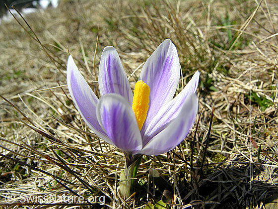 Foto: Frühlings-Krokus
Lat.: Crocus albiflorus
Familie: Iridaceae