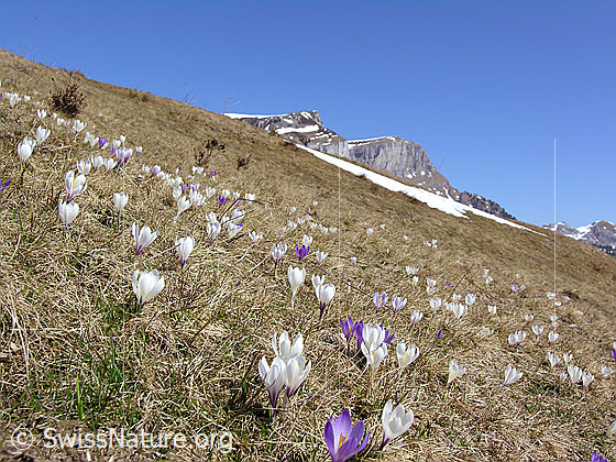 Foto: Bergfrühling mit Krokussen.
Frühlings-Krokus
Lat.: Crocus albiflorus
Familie: Iridaceae