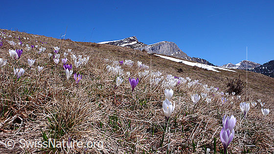 Foto: Zahlreiche Krokusse in Berglandschaft.