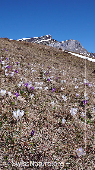 Foto: Bergwiese mit zahlreichen Krokussen.