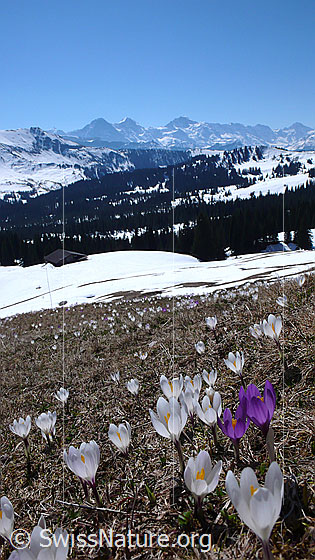 Foto: Wiese mit Krokussen und Eiger, Mönch, Jungfrau.
Frühlings-Krokus
Lat.: Crocus albiflorus
Familie: Iridaceae