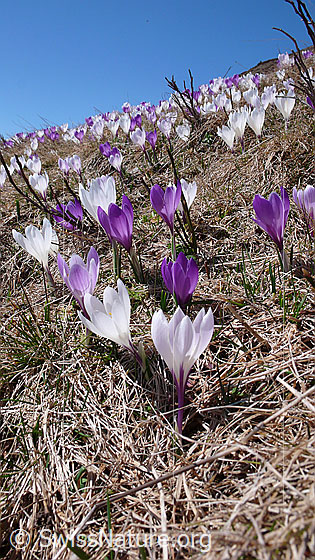 Foto: Frische Krokusse in den Farben weiss und violett.
Frühlings-Krokus
Lat.: Crocus albiflorus
Familie: Iridaceae