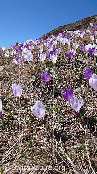 Foto: Frische Krokusse in den Farben weiss und violett.
Frühlings-Krokus
Lat.: Crocus albiflorus
Familie: Iridaceae