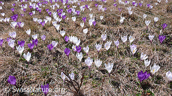 Foto: Blumenteppich mit weissen und violetten Krokussen.
Frühlings-Krokus
Lat.: Crocus albiflorus
Familie: Iridaceae